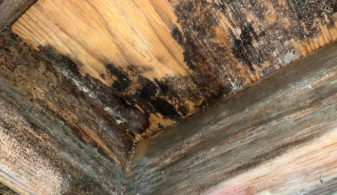 Severe Mold Growth and Wood Rot in Unsealed Crawl Space