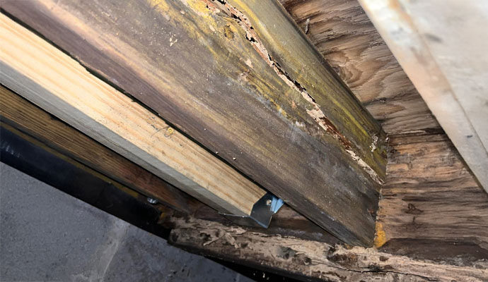 Termite and Pest Damage in Damp Nashville Crawl Space