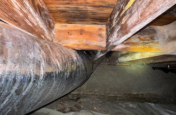 White mold growing on wooden floor joists in a damp crawl space