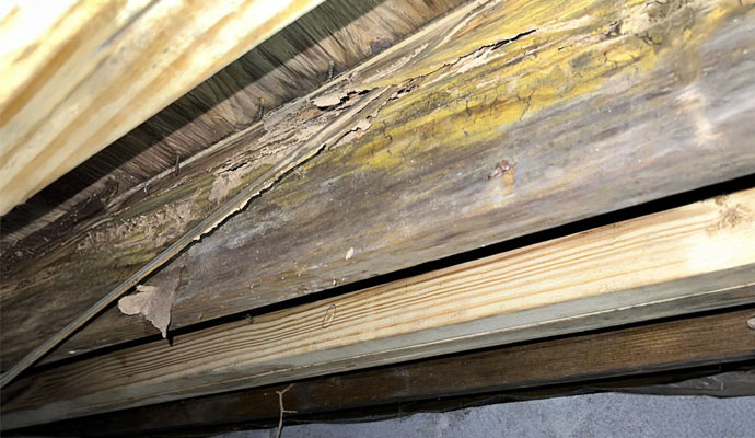 Structural Wood Rot and Floor Joist Damage