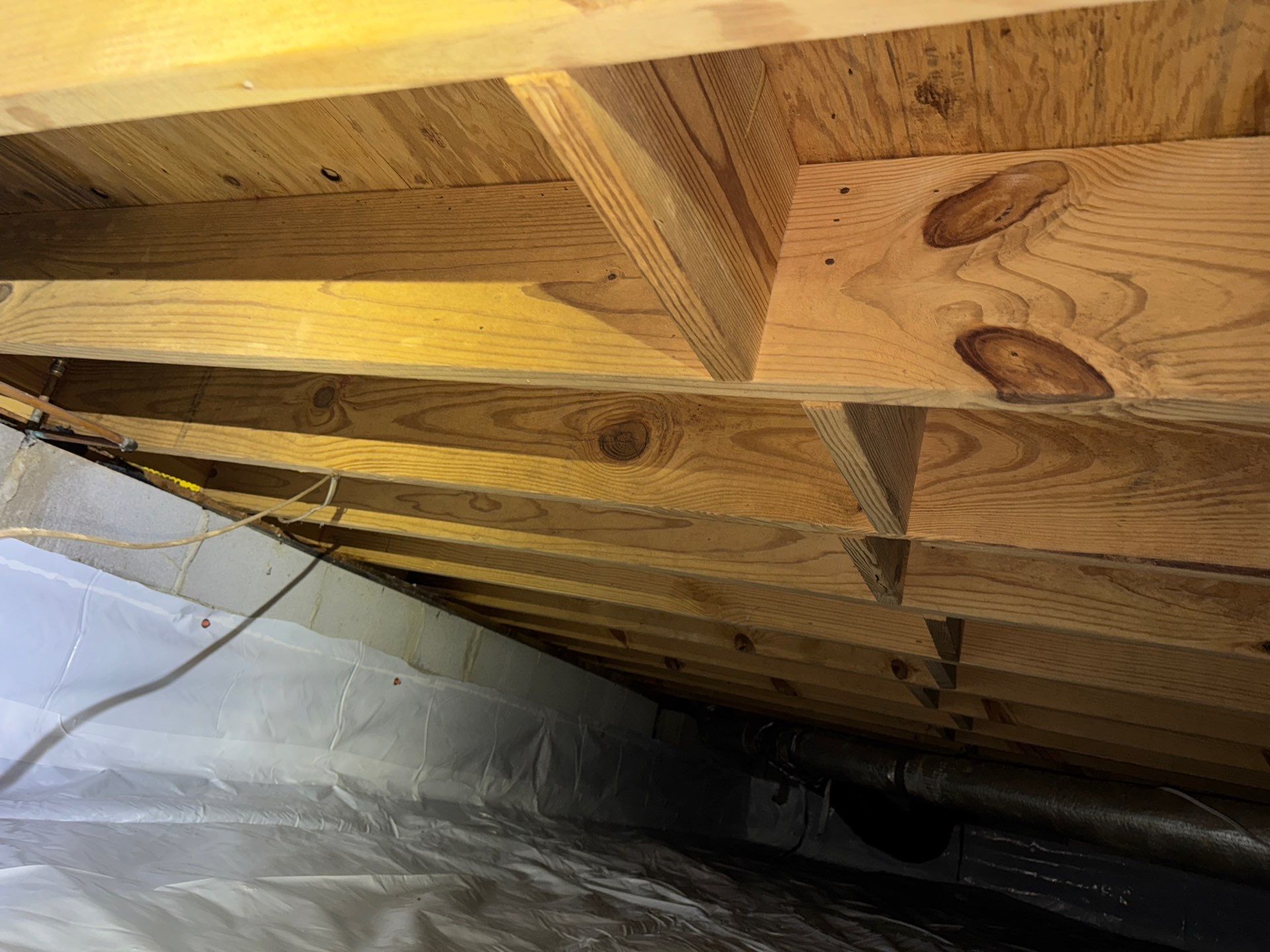 After Encapsulation and Fungal Treatment