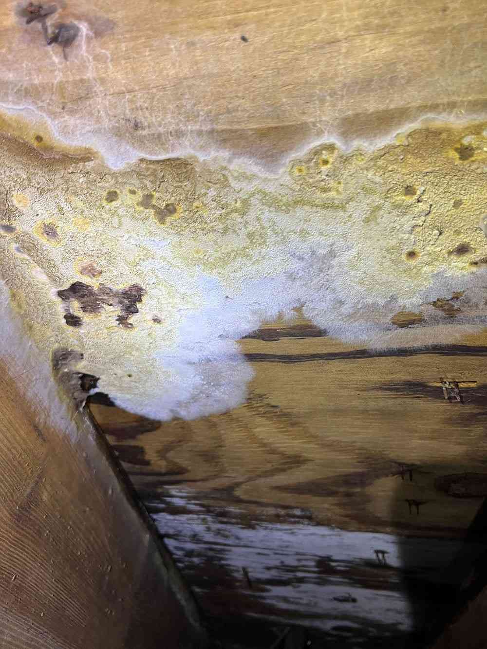 Attic Wood Fungal