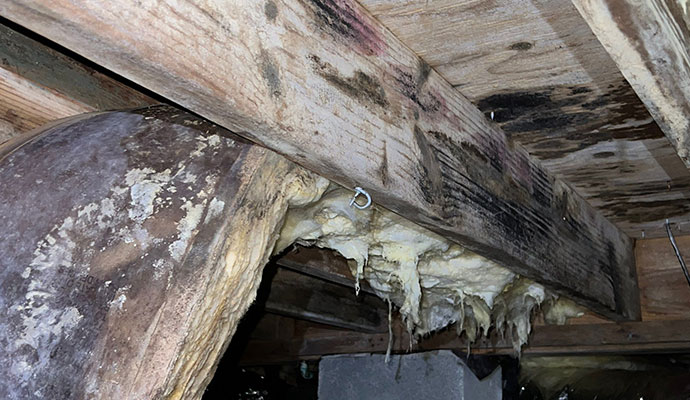 Mold and fungal growth on a wooden support beam